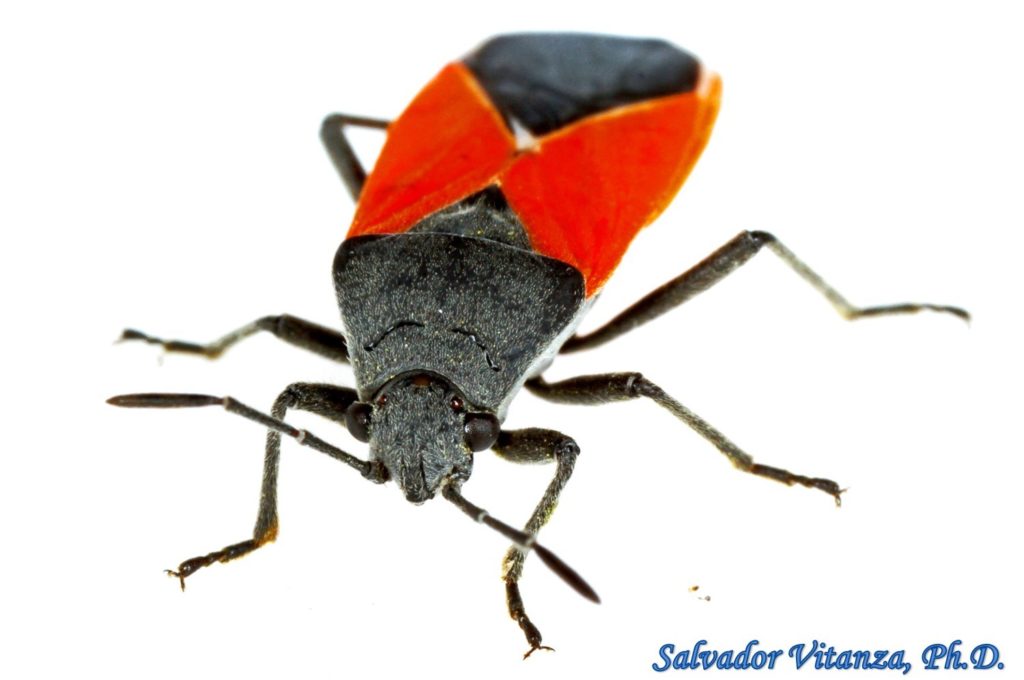 Hemiptera-Heteroptera-Lygaeidae-Melanopleurus Belfragei-Seed Bugs (B ...