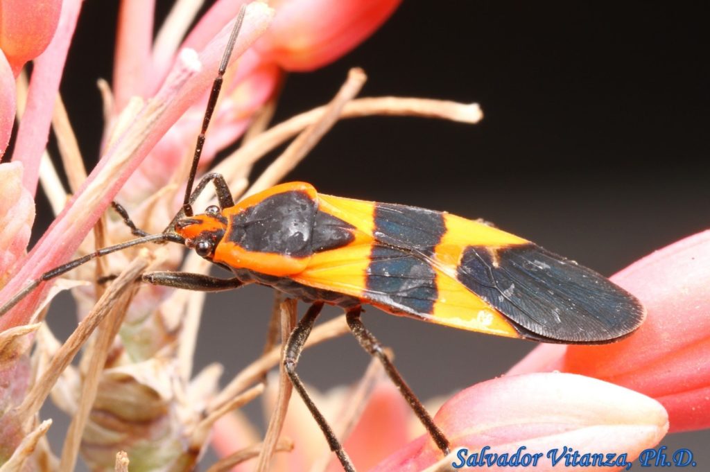 Hemiptera-Heteroptera-Lygaeidae-Oncopeltus fasciatus-Large Milkweed Bug ...