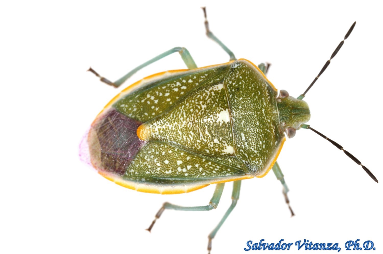 Hemiptera-Heteroptera-Pentatomidae-Chlorochroa sayi-Say's Stink Bug-e ...