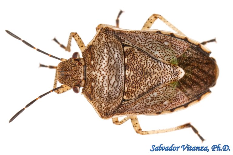 Hemiptera-Heteroptera-Pentatomidae-Moromorpha tetra-Stink Bugs (A ...