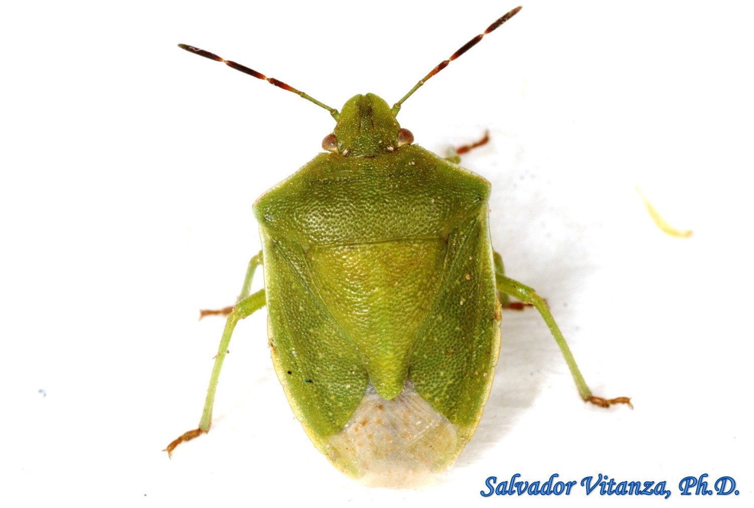 Hemiptera-Heteroptera-Pentatomidae-Thyanta custator-Red shouldered ...