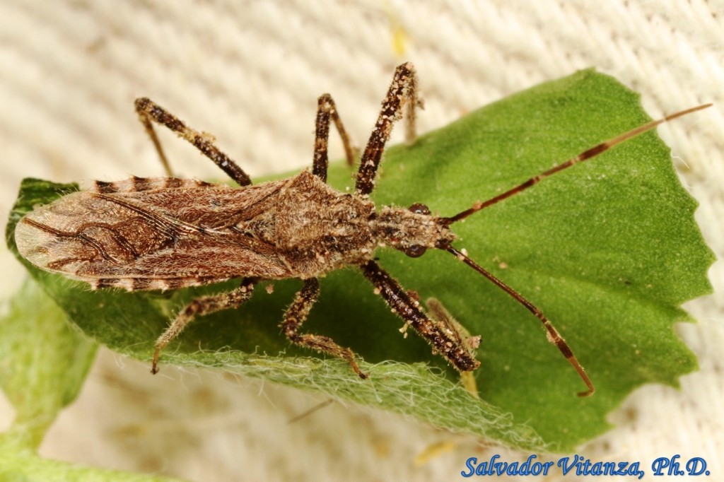 Hemiptera-Heteroptera-Reduviidae-Atrachelus cinereus wygodzinskyi ...