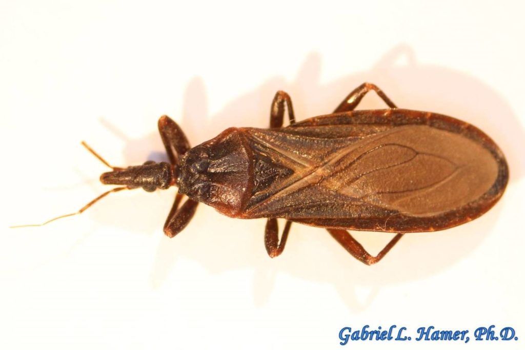 Hemiptera-Heteroptera-Reduviidae-Triatoma Protracta-Kissing Bugs (A ...