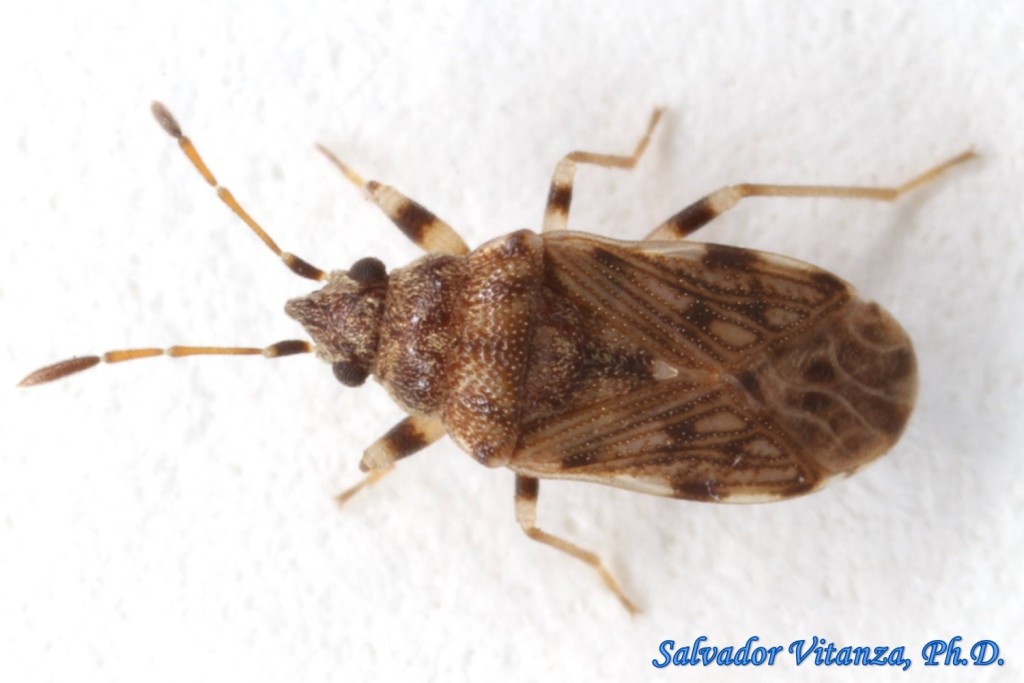 Hemiptera-Heteroptera-Rhyparochromidae-Prytanes oblongus-Dirt colored ...