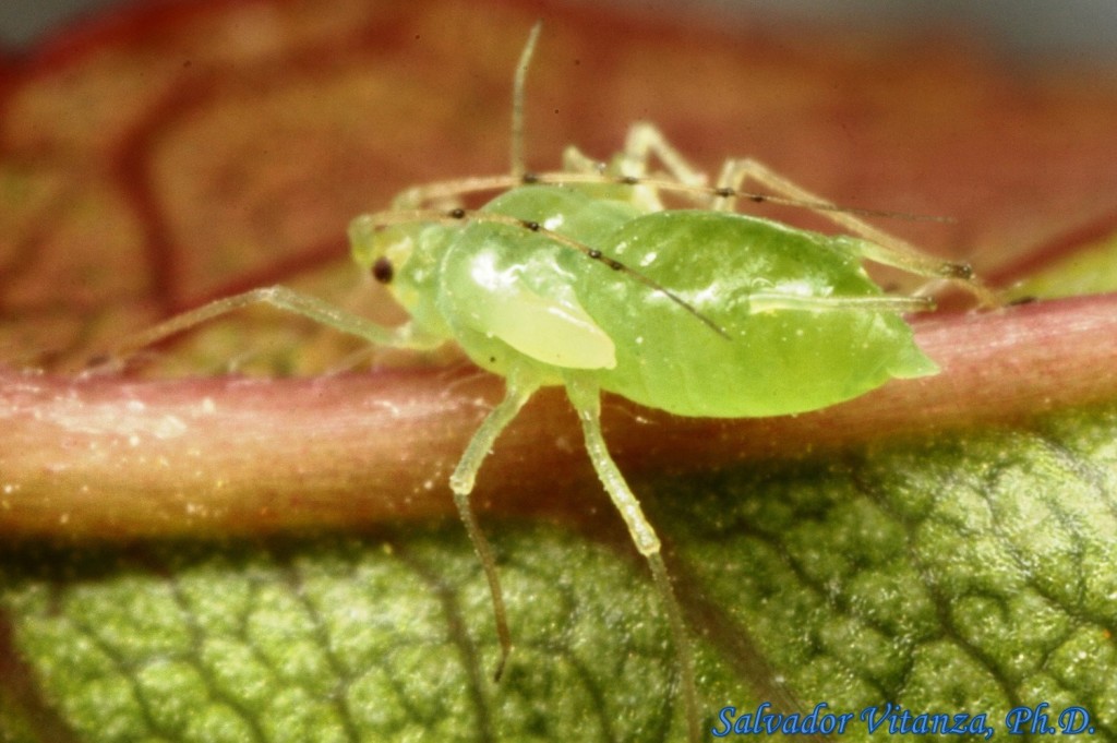 Hemiptera-Sternorrhyncha-Aphididae-Wahlgreniella-Aphids (C) - Urban ...