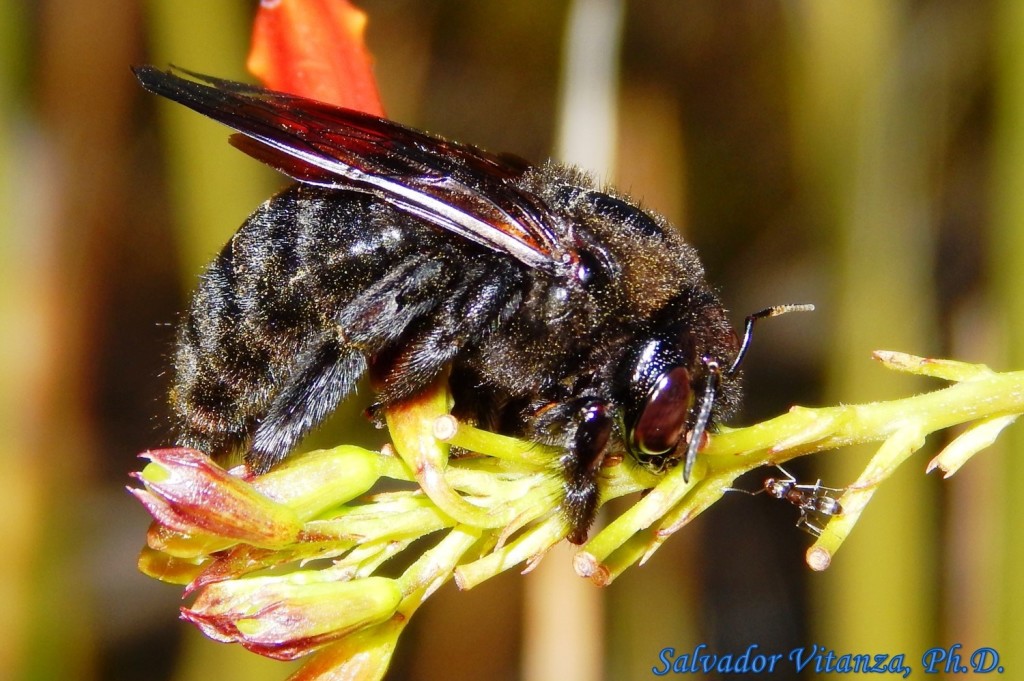 Hymenoptera-Apidae-Xylocopa sonorina-Valley Carpenter Bee FEMALE (B ...