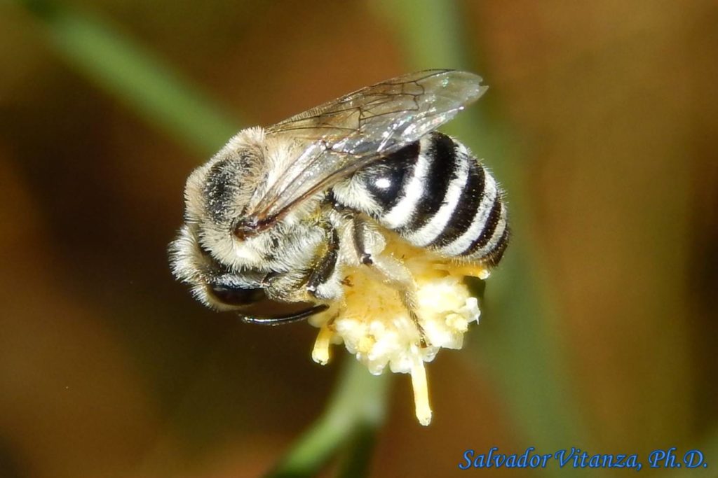 Hymenoptera-Colletidae-Colletes-Cellophane Bees (B) - Urban Programs ...