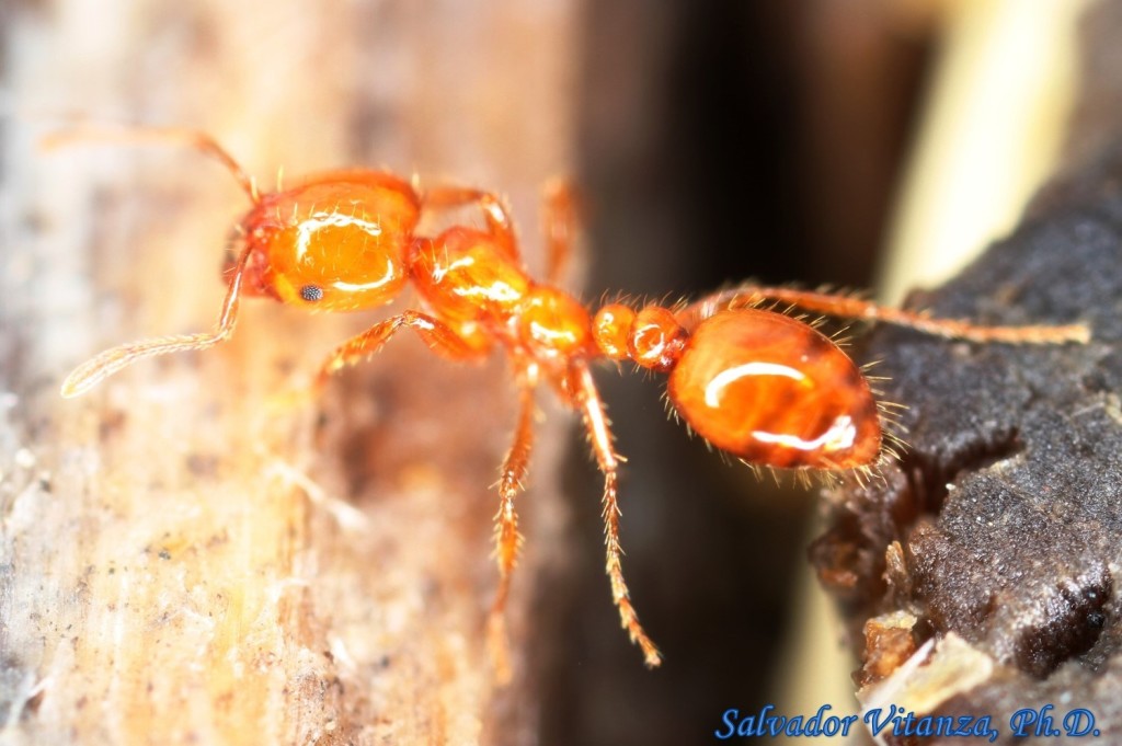 Hymenoptera-Formicidae-Solenopsis Geminata-Tropical Fire Ant (C ...