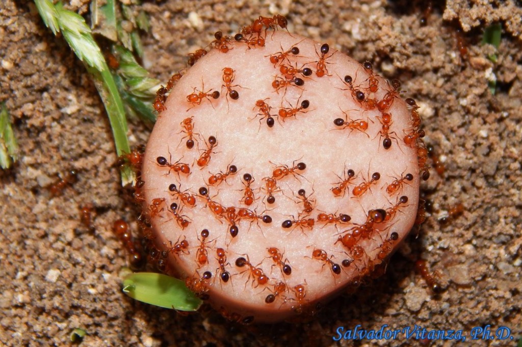 Hymenoptera Formicidae Solenopsis Xyloni Southern Fire Ant D Urban Programs El Paso County 8002