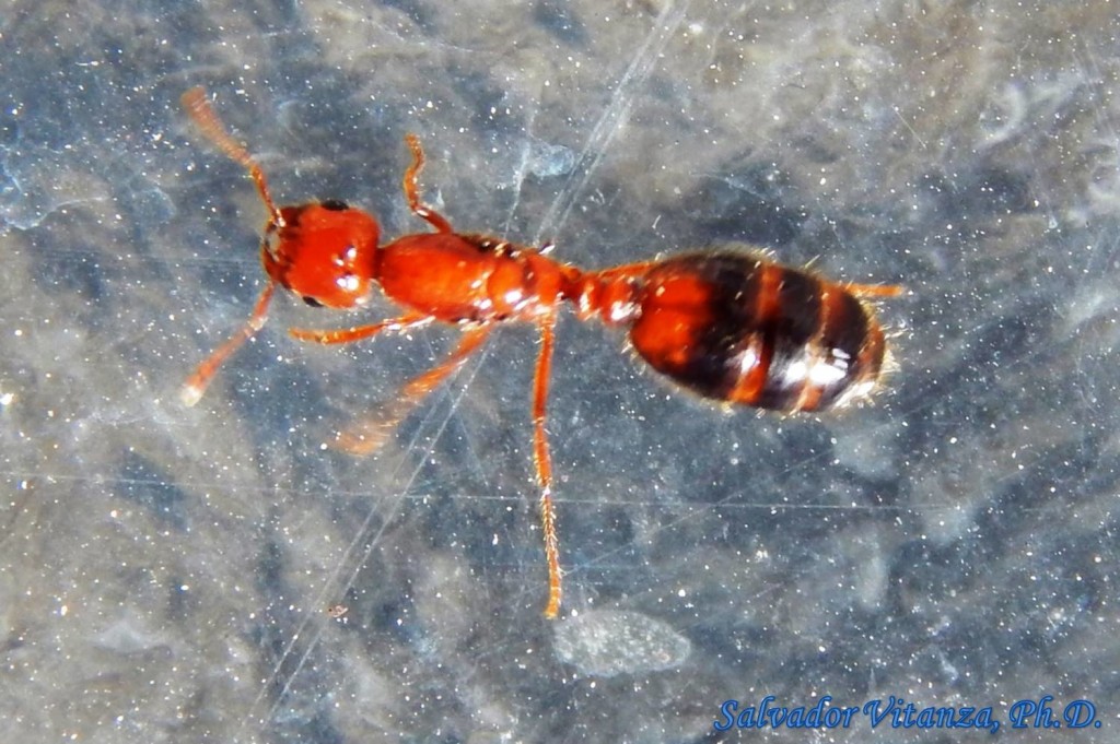 Hymenoptera-Formicidae-Solenopsis Xyloni-Southern Fire Ant FEMALE (B ...