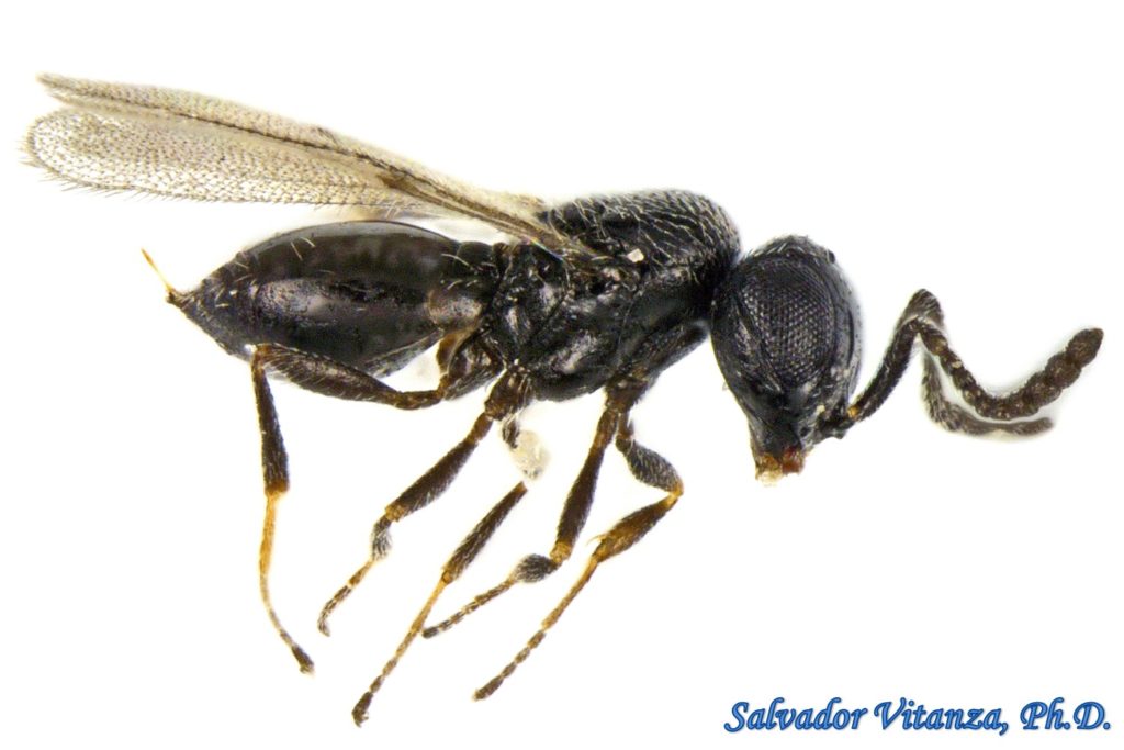 Hymenoptera-Platygastridae (B) - Urban Programs - El Paso County