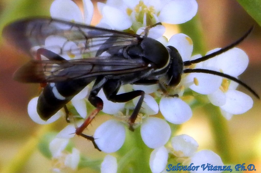 Hymenoptera-Pompilidae-Episyron-Spider Wasps (B) - Urban Programs - El ...