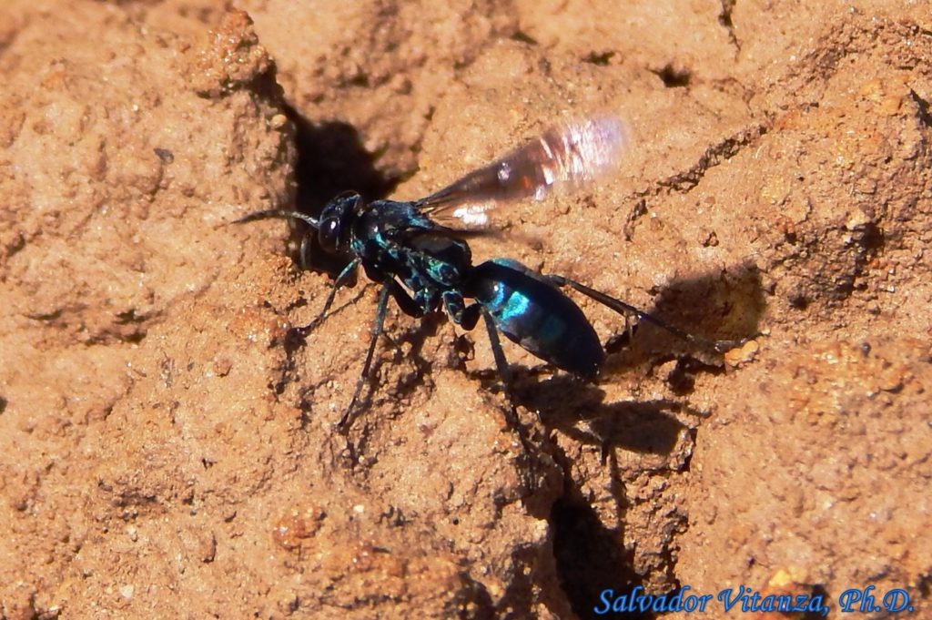 Hymenoptera-Pompilidae-Evagetes-Spider Wasps (A) - Urban Programs - El ...