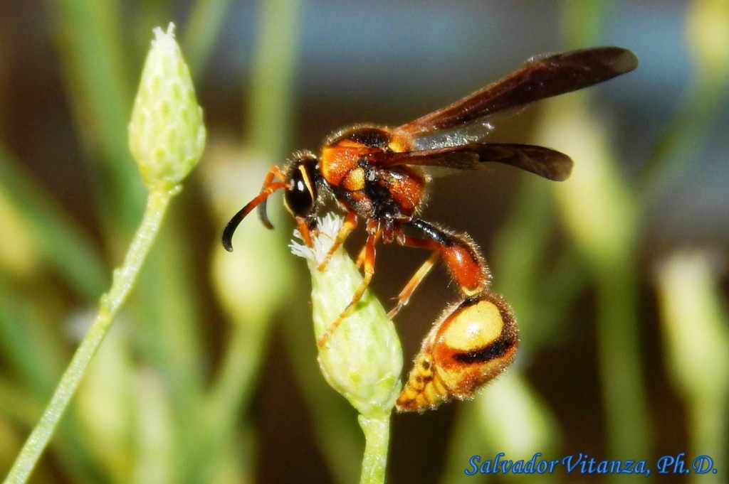 Hymenoptera-Vespidae-Eumenes-Potter Wasps (B) - Urban Programs - El ...