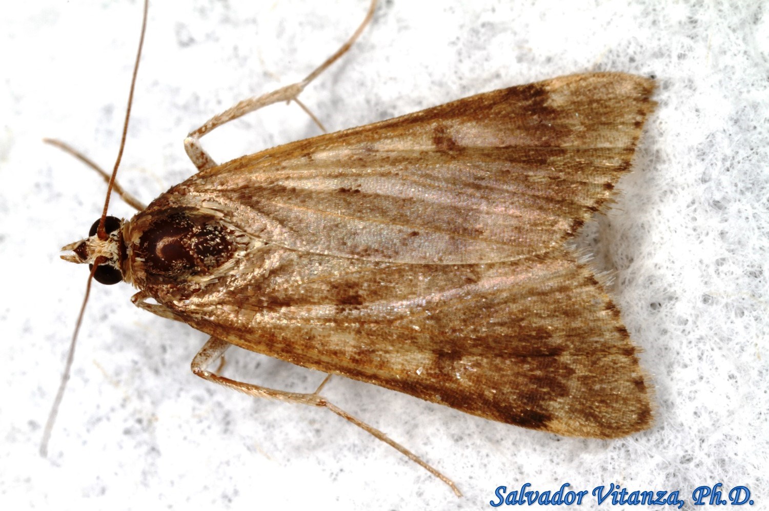 Lepidoptera-Crambidae-Achyra rantalis-Garden Webworm Moth (A) - Urban ...