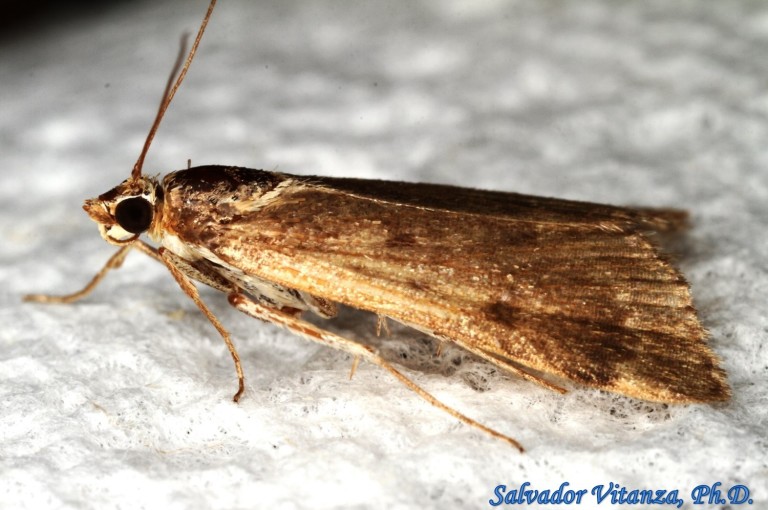 Lepidoptera Crambidae Achyra Rantalis Garden Webworm Moth B Urban