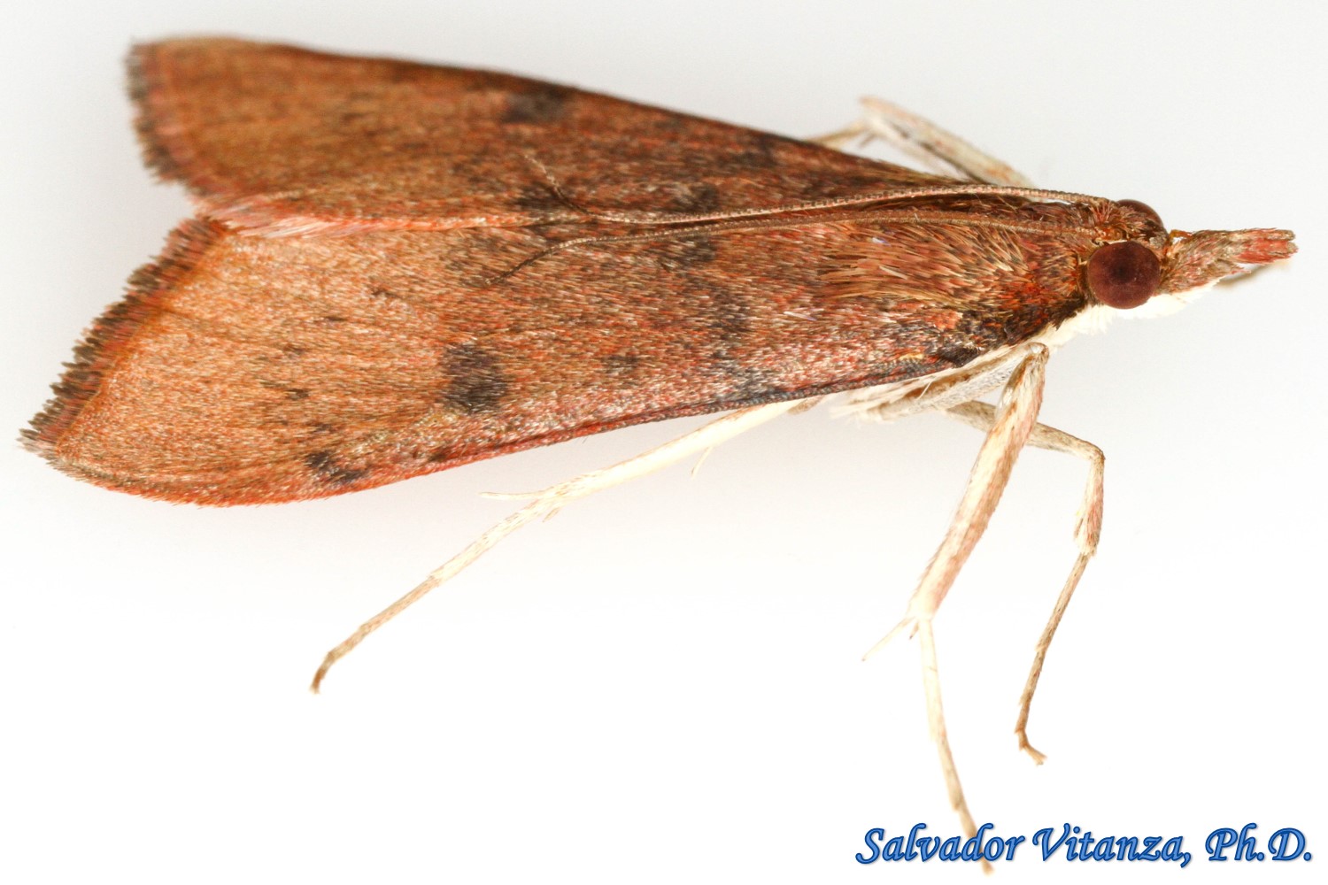 Lepidoptera-Crambidae-Uresiphita reversalis-Genista Broom Moth (B ...