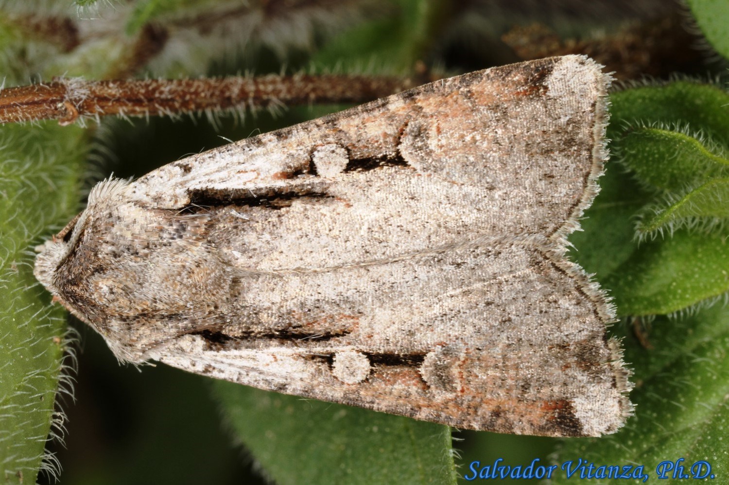 Lepidoptera-Noctuidae-Hemieuxoa rudens-Hemieuxoa Moth (A) - Urban ...