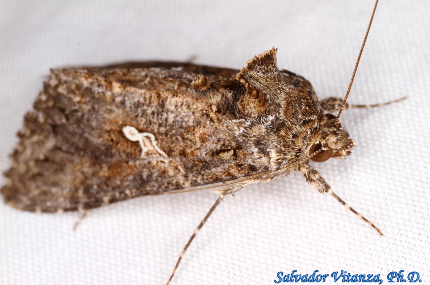Lepidoptera-Noctuidae-Trichoplusia ni-Cabbage Looper Moth-b - Urban ...