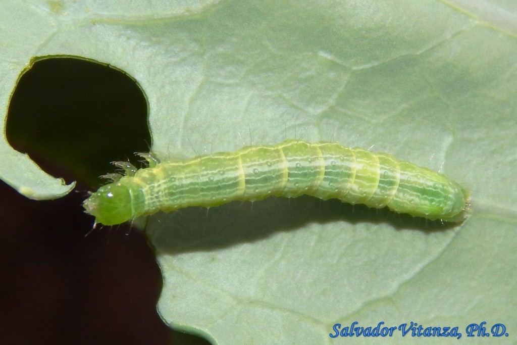 LepidopteraNoctuidaeTrichoplusia niCabbage Looper Moth LARVA (C) Urban Programs El Paso