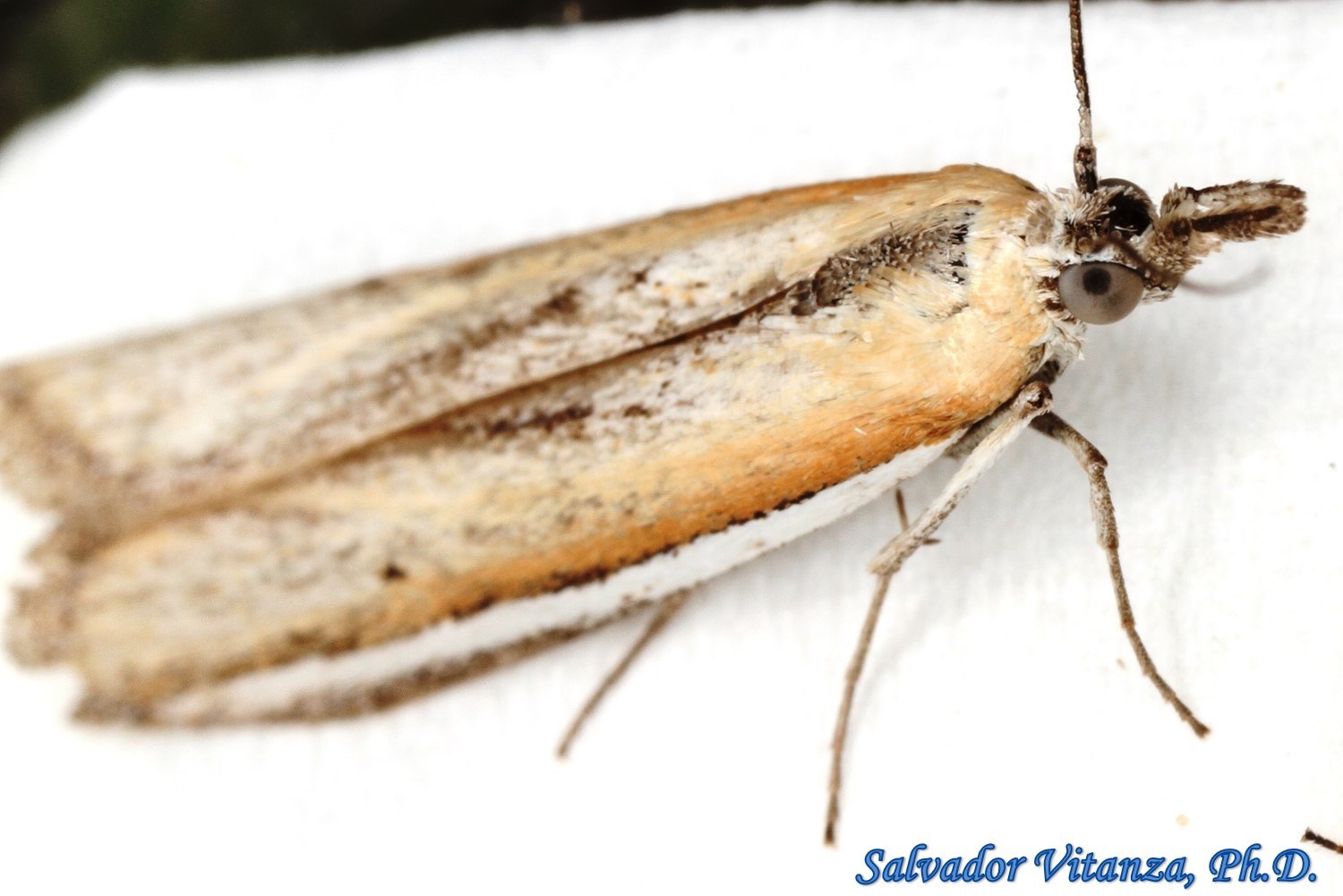 Lepidoptera-Pyralidae-Pima-Pyralid Moths (B) - Urban Programs - El Paso ...