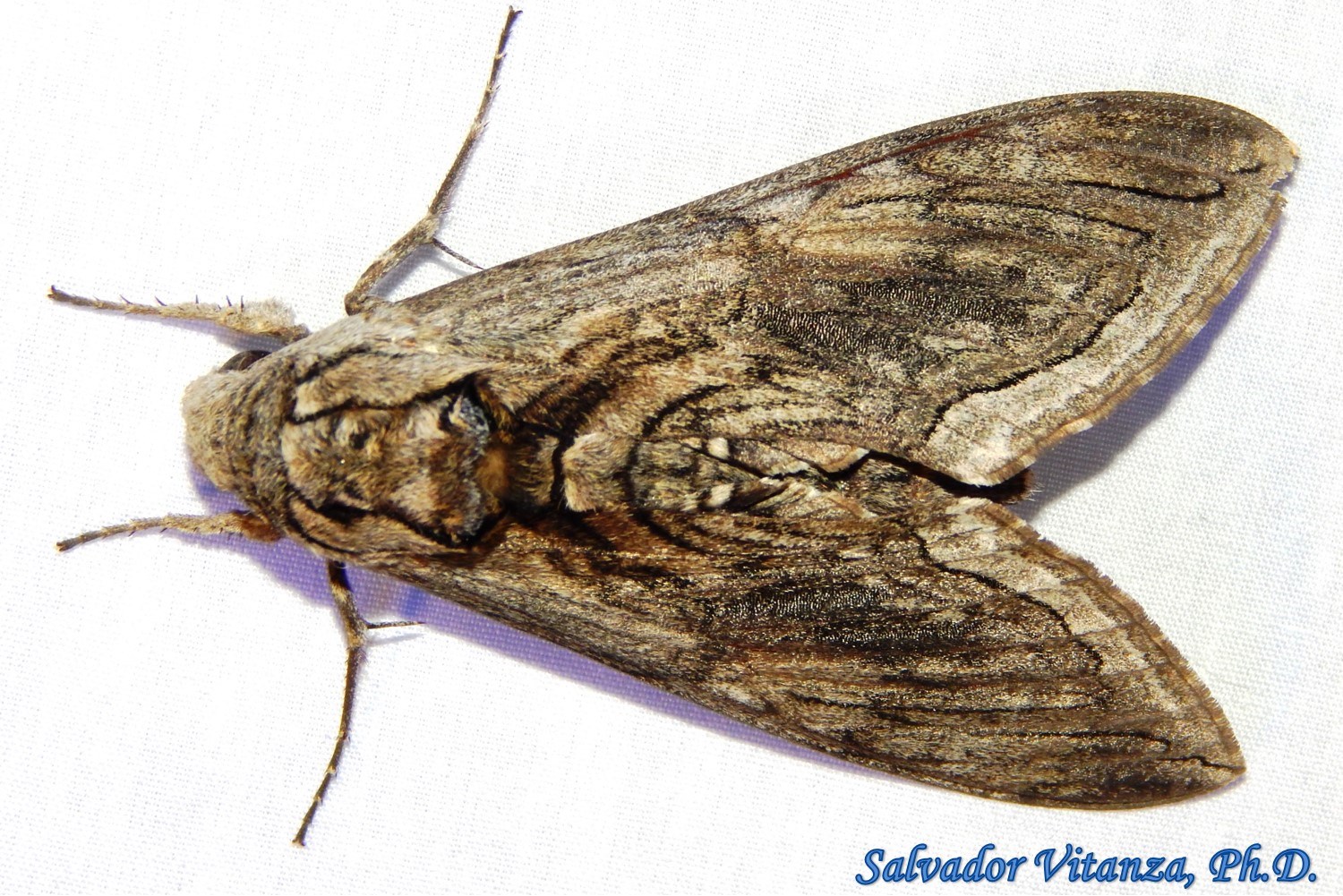 https://elp.tamu.edu/files/2015/10/Lepidoptera-Sphingidae-Manduca-quinquemaculatus-Five-spotted-Hawk-Moth-C-1.jpg