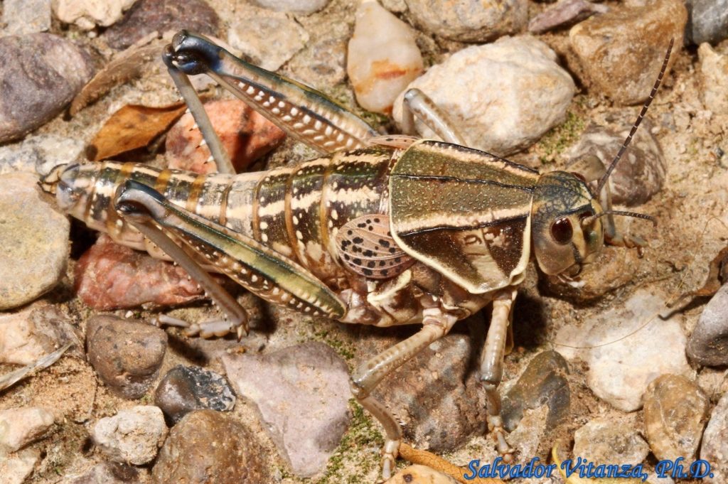 Orthoptera-Acrididae-Brachystola Magna-Plains Lubber Grasshopper-FEMALE ...