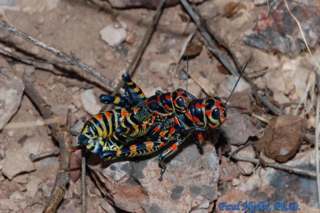 Orthoptera Acrididae Dactylotum Bicolor Rainbow Grasshopper Mating A Urban Programs El