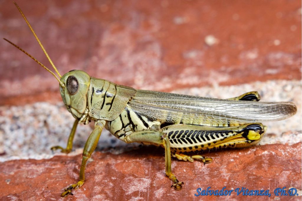 Orthoptera-Acrididae-Melanoplus differentialis-Differential Grasshopper ...