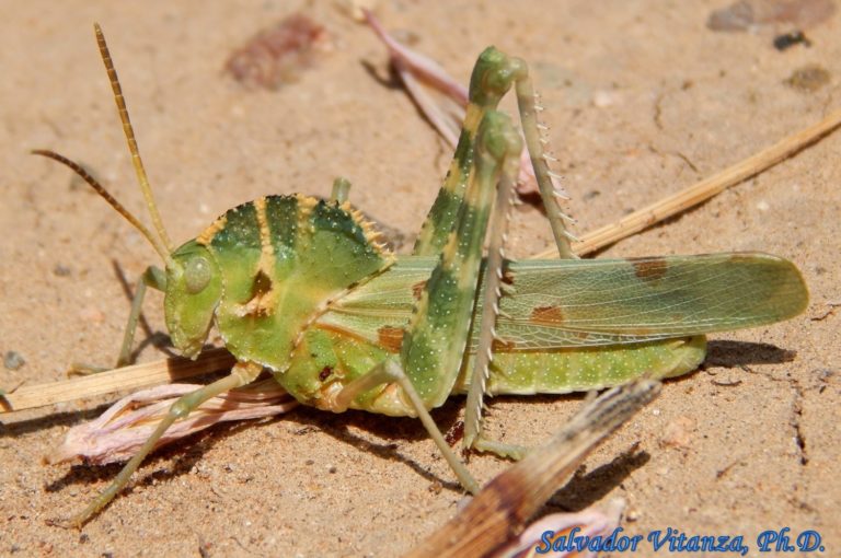 Orthoptera-Acrididae-Tropidolophus formosus-Great Crested Grasshopper ...