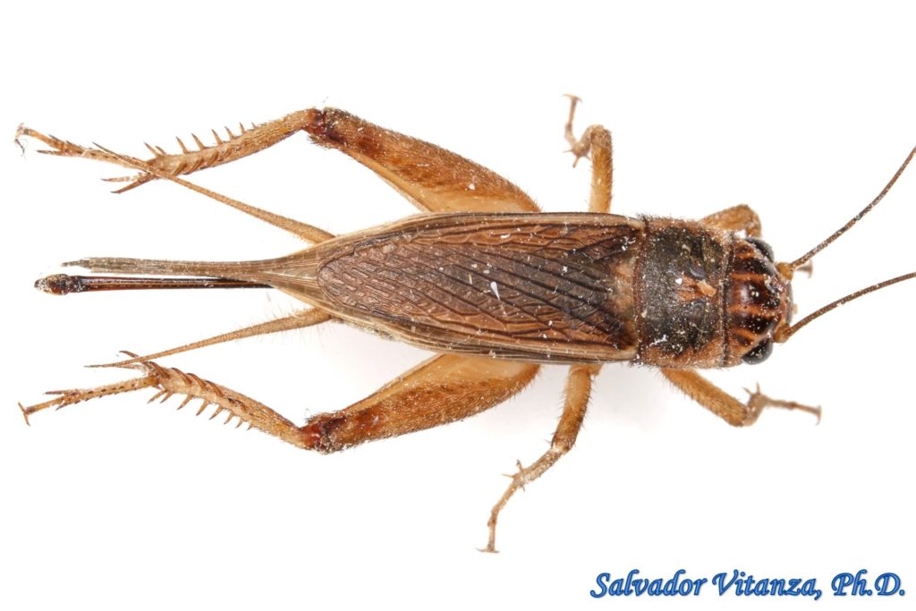 Orthoptera-Gryllidae-Gryllus personatus-Badlands Cricket (A) - Urban ...