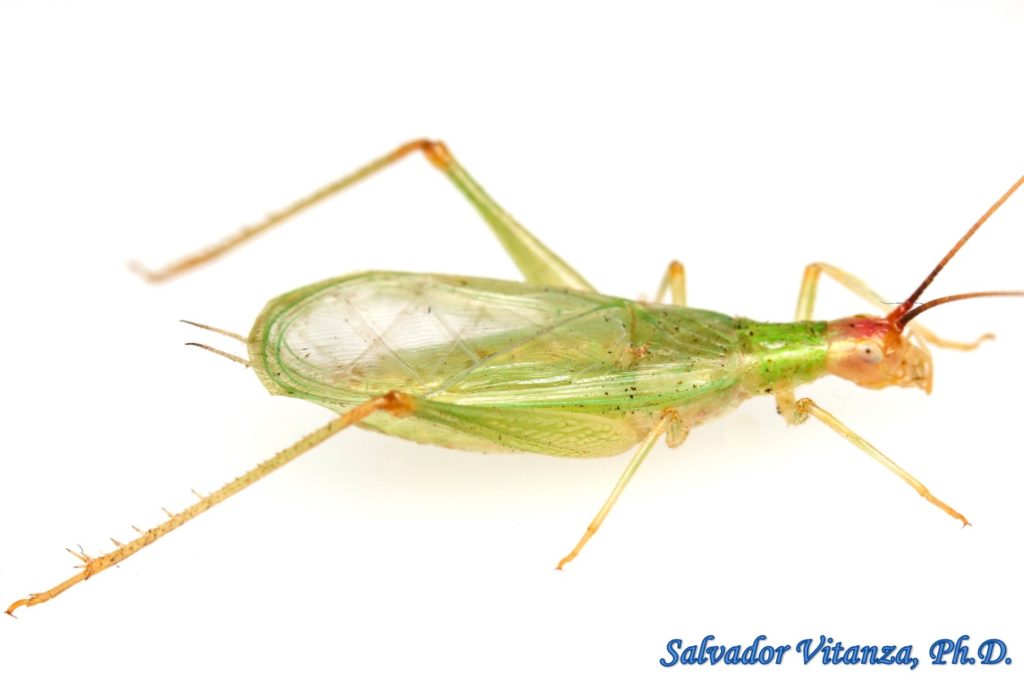 orthoptera-gryllidae-oecanthus-varicornis-group-common-tree-crickets