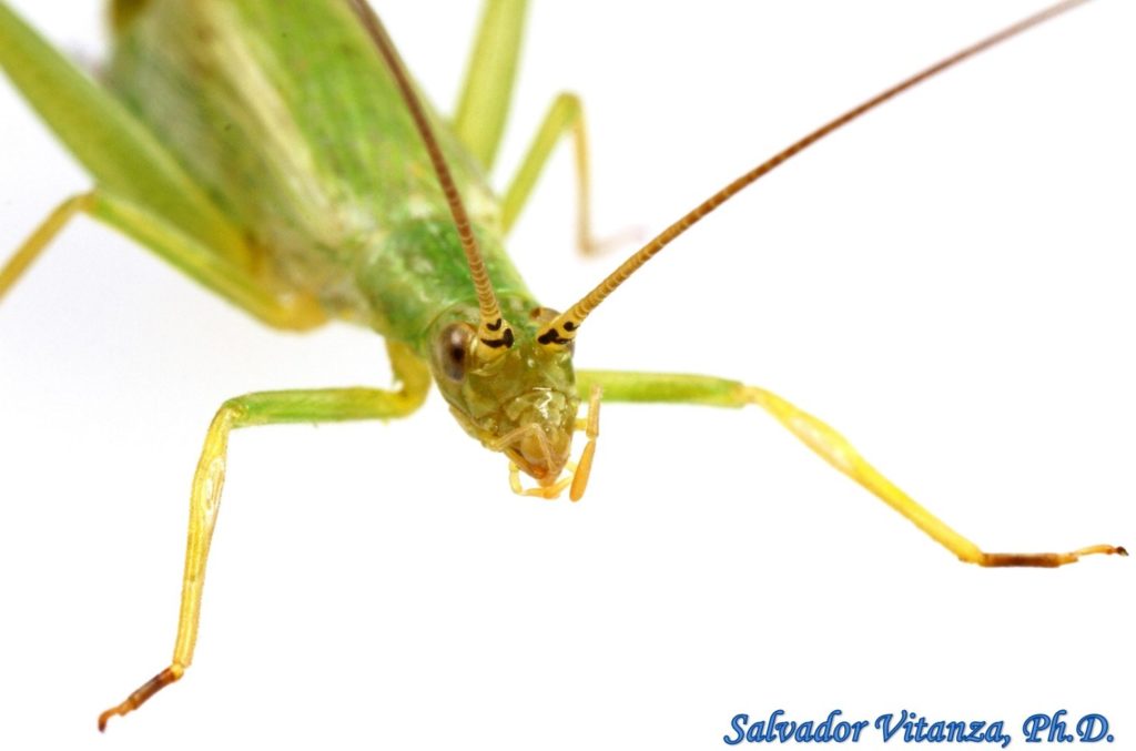 orthoptera-gryllidae-oecanthus-argentinus-prairie-tree-cricket-female