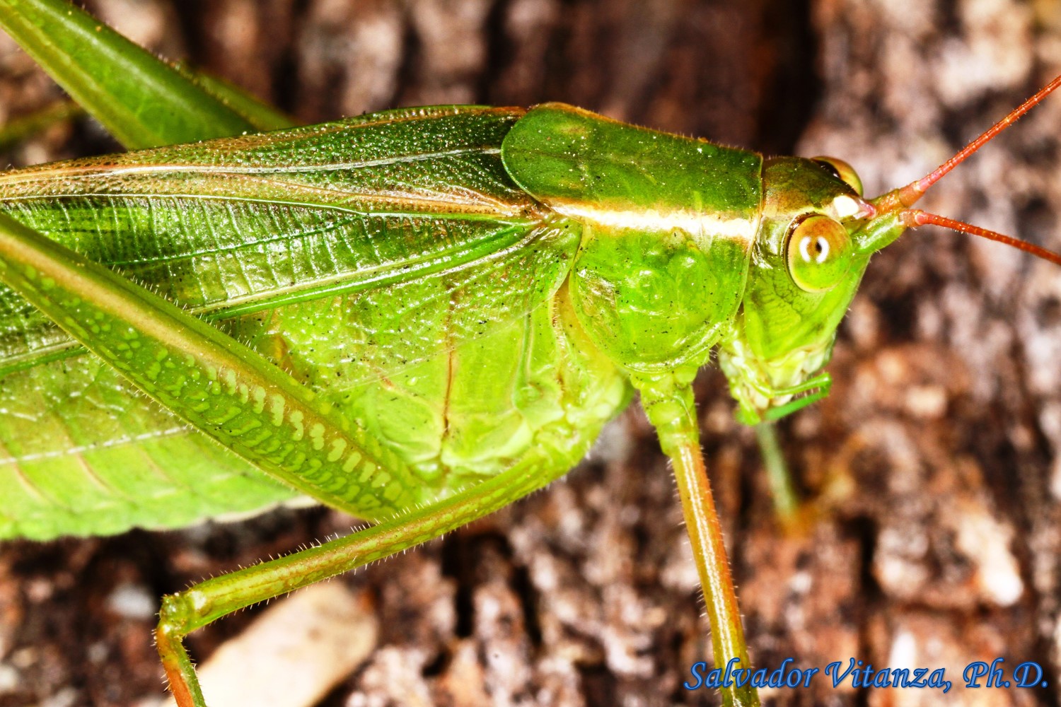 Orthoptera-Tettigoniidae-Scudderia mexicana-Bush Katydids ...