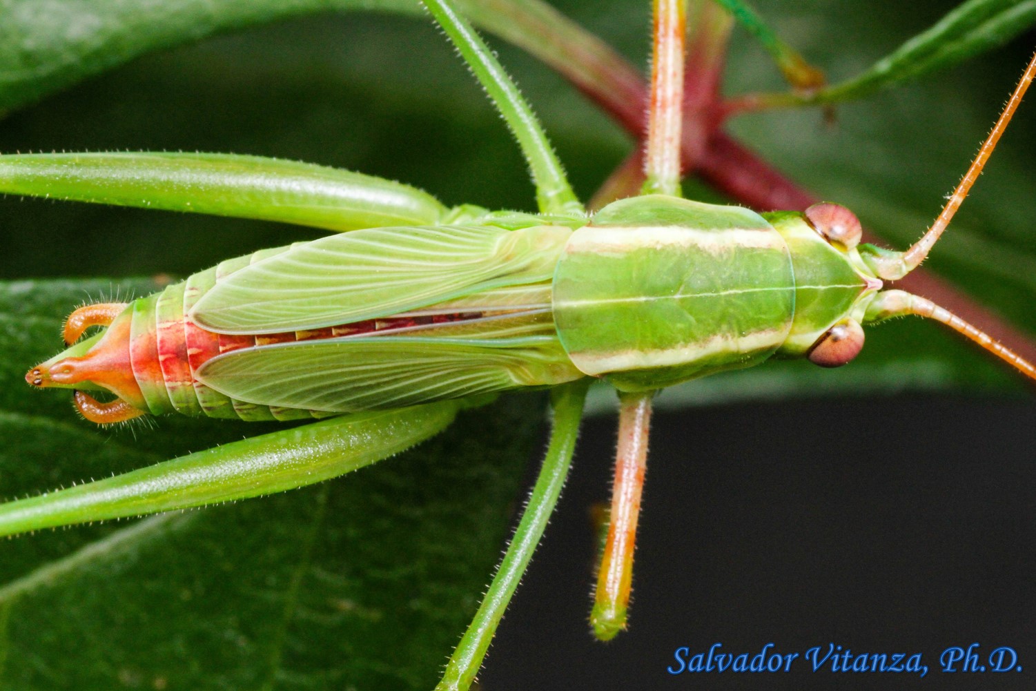Orthoptera-Tettigoniidae-Scudderia mexicana Nymphs-Bush ...