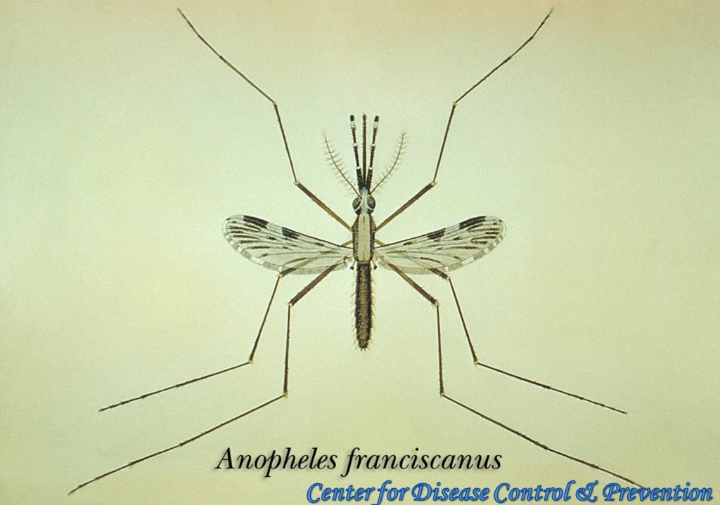 Diptera-Culicidae-Anopheles franciscanus (A) - Urban Programs - El Paso ...