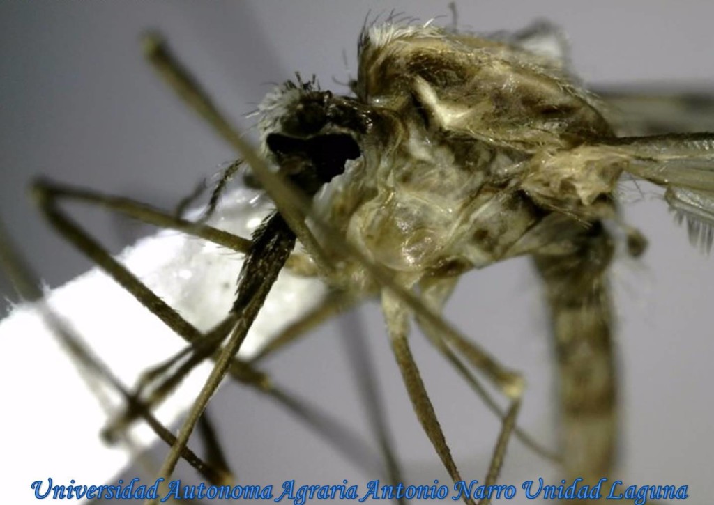 Diptera-Culicidae-Anopheles franciscanus (B) - Urban Programs - El Paso ...