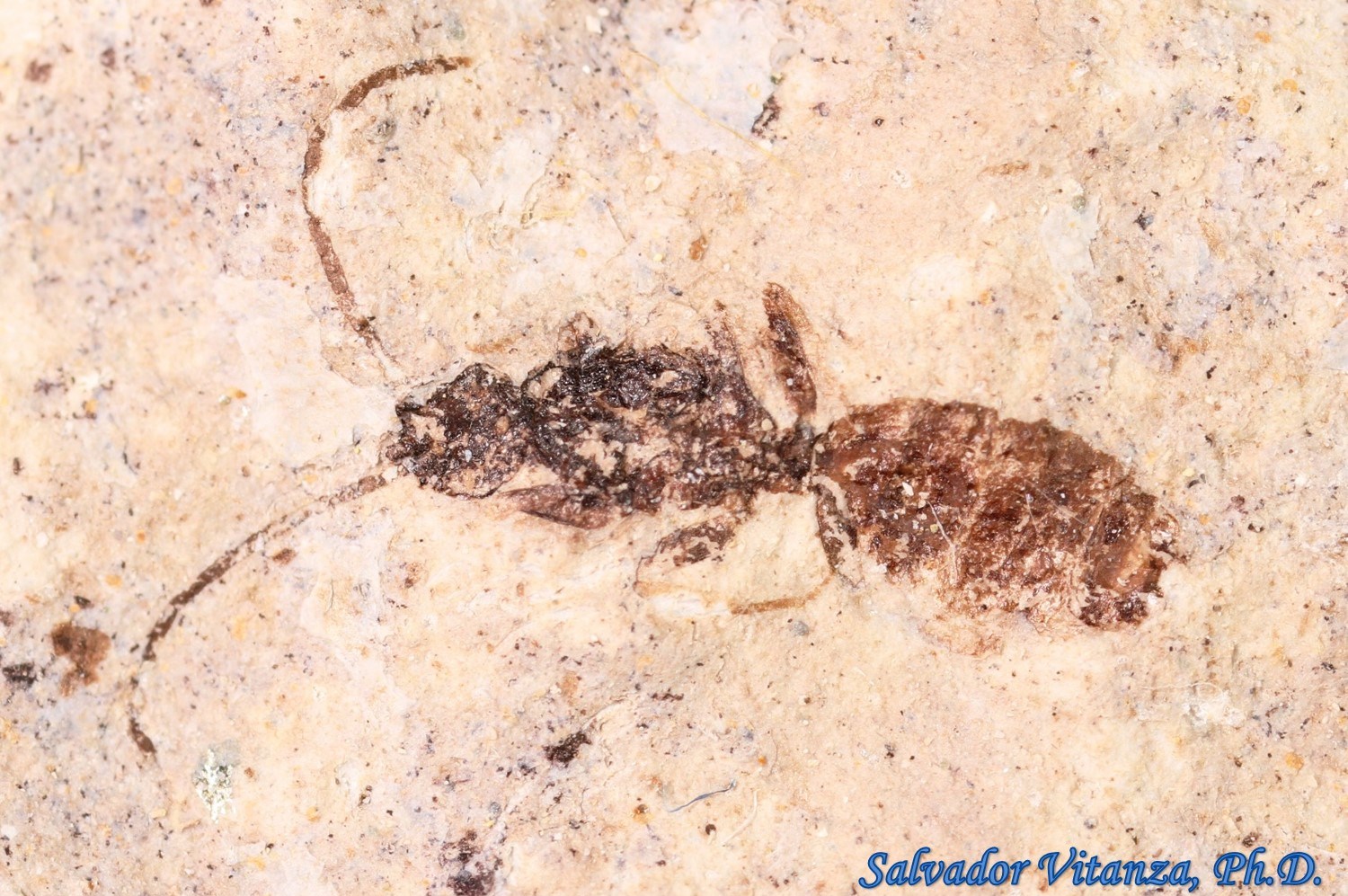 Insect Fossils 15 Urban Programs El Paso County