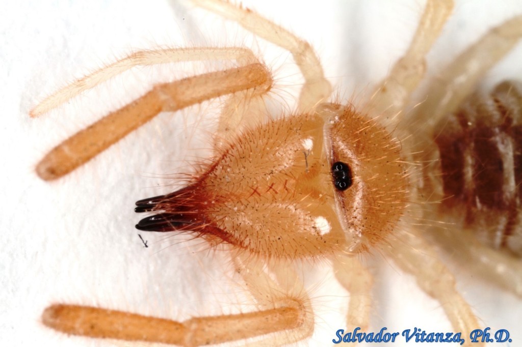 Class Arachnida-Solifugae-Eremobatidae-Eremobatinae-Windscorpions (D ...