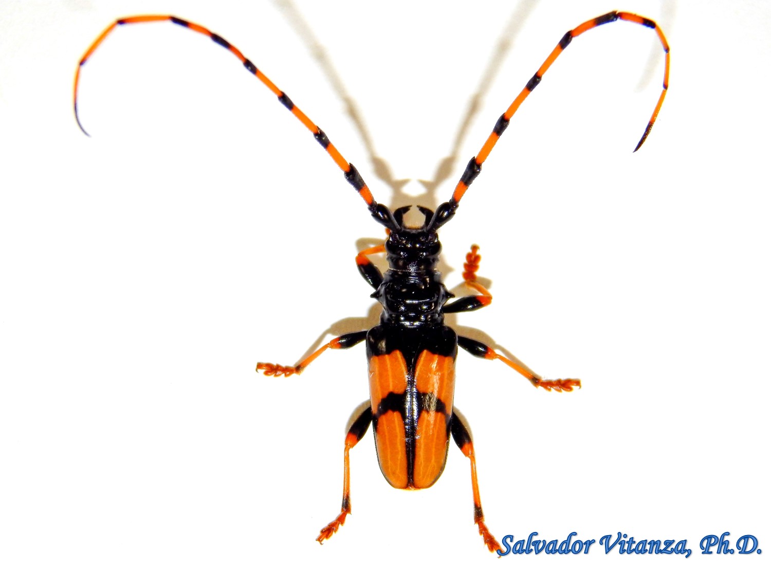 Coleoptera-Cerambycidae-Trachyderes mandibularis-Long horned Beetles (A) | Urban ...