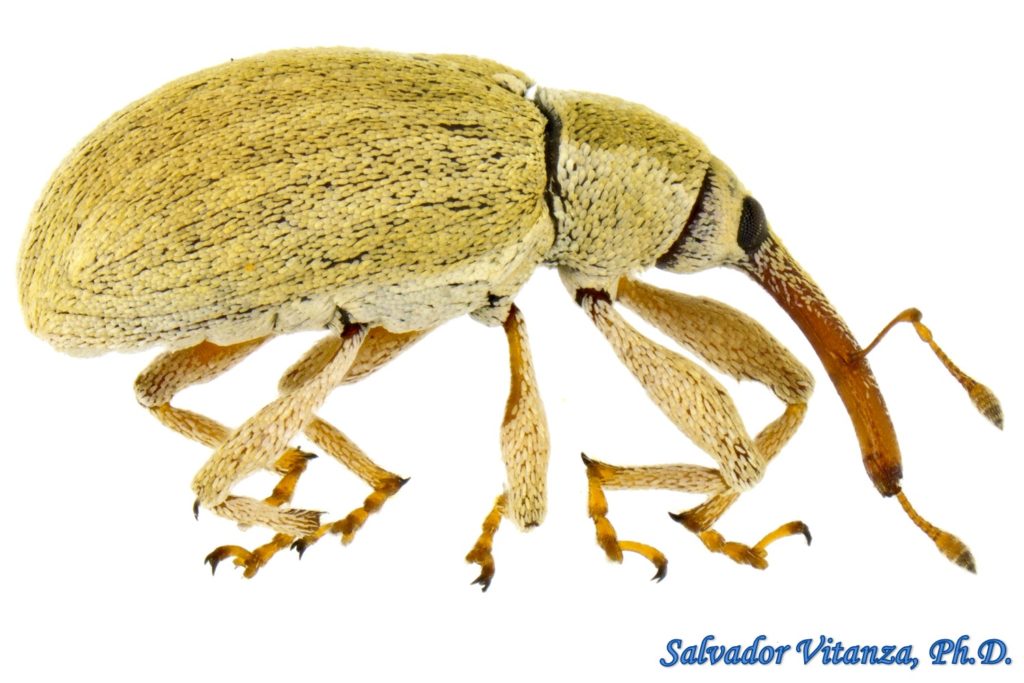 Coleoptera-Curculionidae-Anthonomus Sphaeralciae-Weevils (B) - Urban ...