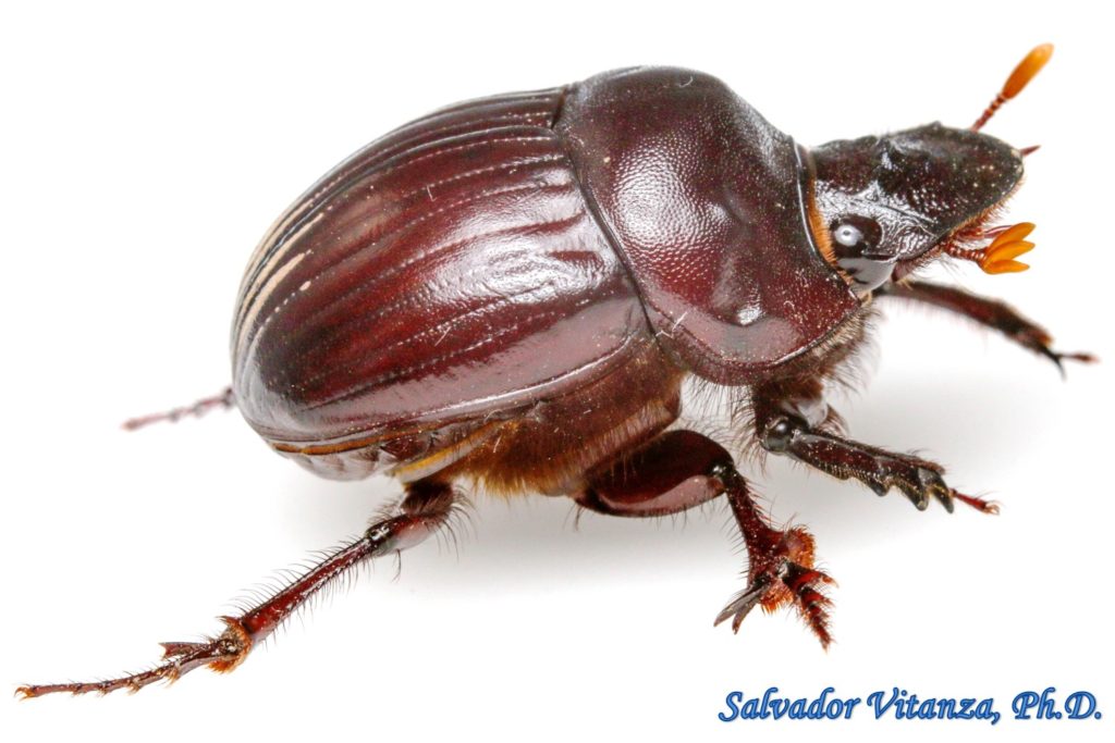 Coleoptera-Scarabaeidae-Dichotomius Colonicus-Dung Beetles (B) - Urban ...