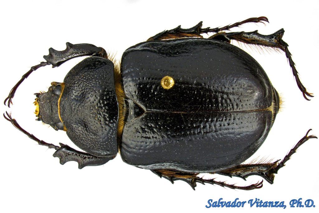 Coleoptera-Scarabaeidae-Megasoma punctulatum-Elephant Beetles FEMALE (A ...