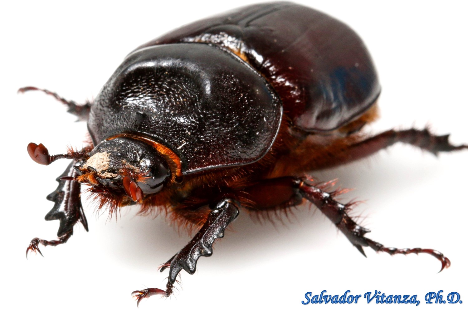 Coleoptera-Scarabaeidae-Strategus aloeus-Ox Beetles FEMALE (C) | Urban Programs – El ...1500 x 1000