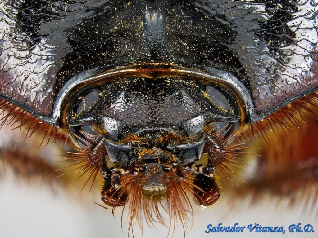 Coleoptera-Scarabaeidae-Strategus aloeus-Ox Beetles MALE (H) - Urban ...