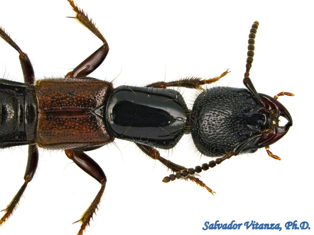 Coleoptera-Staphylinidae-Thyreocephalus Arizonicus-Rove Beetles (B ...