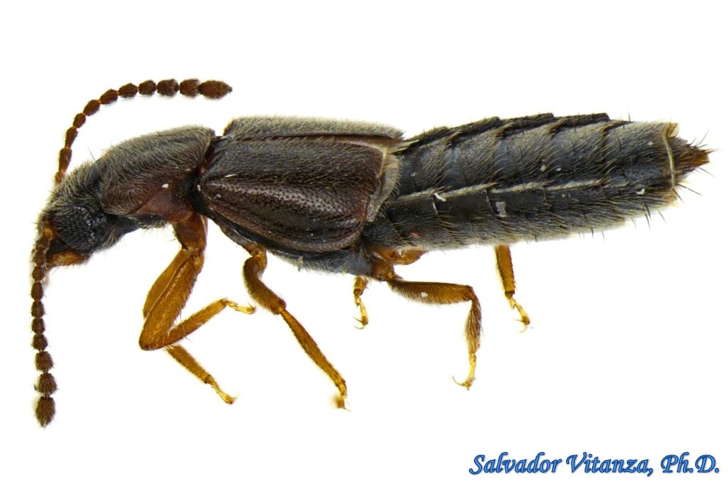 Coleoptera-Staphylinidae-Carpelimus-Spiny Legged Rove Beetles (D ...