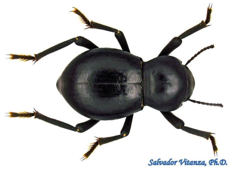 Coleoptera-Tenebrionidae-Asbolus laevis-Darkling Beetles MALE (A ...