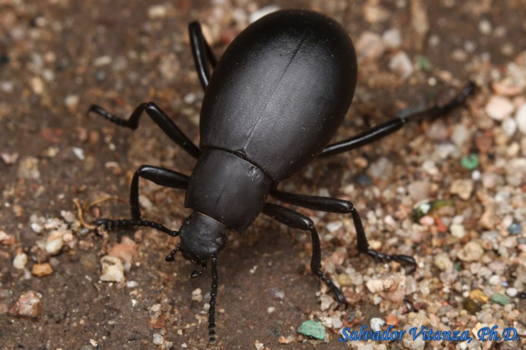 Coleoptera-Tenebrionidae-Eleodes subnitens-Desert Stink Beetles FEMALE ...