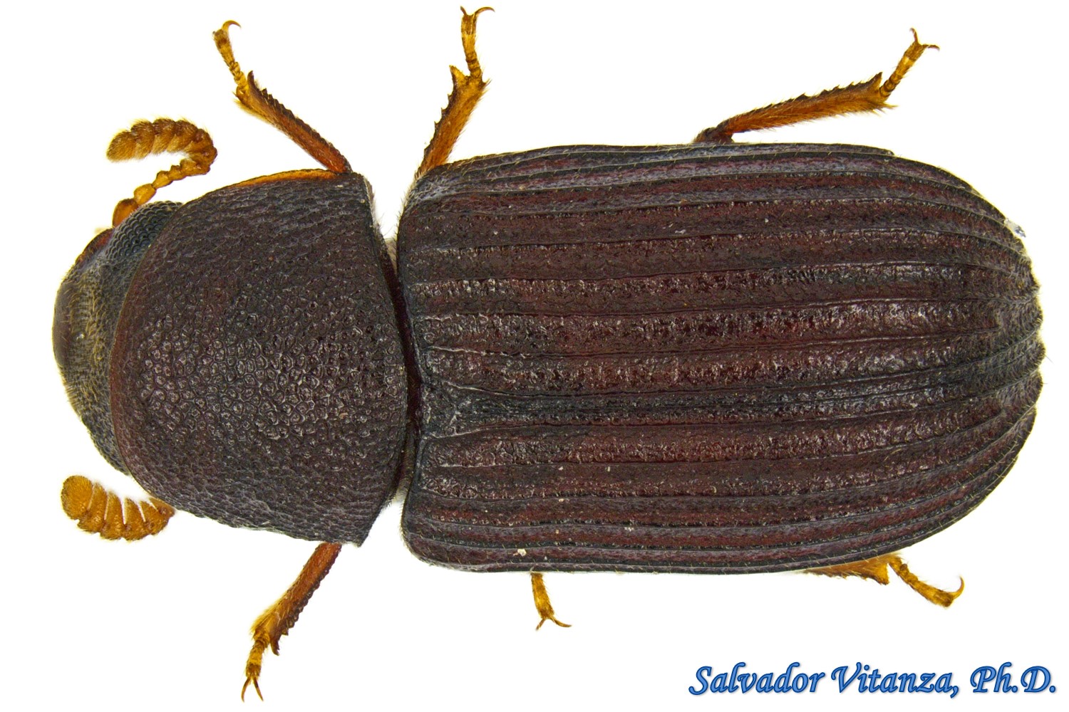 Coleoptera-Tenebrionidae-Rhipidandrus peninsularis-Darkling Beetles (A ...